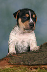 Jack Russell Terrier Puppy