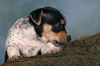 Jack Russell Terrier Puppy