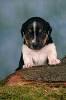 Jack Russell Terrier puppy