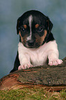 Jack Russell Terrier puppy