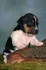 Jack Russell Terrier puppy