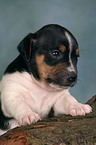 Jack Russell Terrier puppy