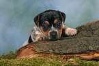 Jack Russell Terrier puppy