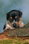 Jack Russell Terrier puppy