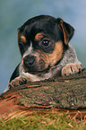 Jack Russell Terrier puppy