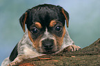 Jack Russell Terrier puppy