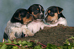 3 Jack Russell Terrier puppies