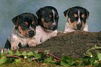 3 Jack Russell Terrier puppies