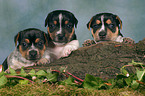 3 Jack Russell Terrier puppies