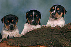 3 Jack Russell Terrier puppies