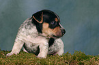 Jack Russell Terrier puppy