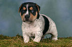 Jack Russell Terrier puppy