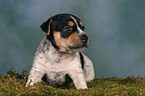 Jack Russell Terrier puppy