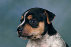 Jack Russell Terrier puppy