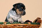 Jack Russell Terrier puppy