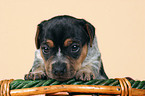 Jack Russell Terrier puppy