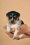 Jack Russell Terrier puppy in hands