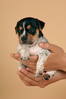 Jack Russell Terrier puppy in hands