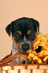 Jack Russell Terrier puppy in basket