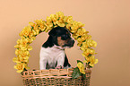 Jack Russell Terrier puppy in basket