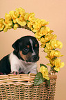 Jack Russell Terrier puppy in basket