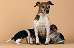 female Jack Russell Terrier with puppies