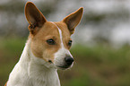 Jack Russell Terrier