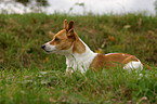 Jack Russell Terrier