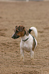 Jack Russell Terrier