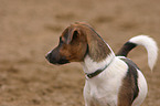 Jack Russell Terrier