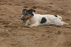 Jack Russell Terrier