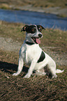 sitting Jack Russell Terrier