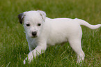 Jack Russell Terrier Puppy