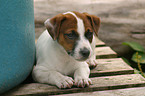 Jack Russell Terrier Puppy