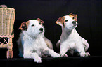 Jack Russell Terrier