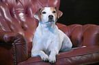 Jack Russell Terrier