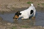 Jack Russell Terrier in water