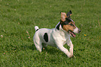 running Jack Russell Terrier