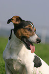 Jack Russell Terrier Portrait