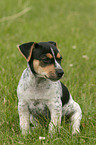 Jack Russell Terrier puppy