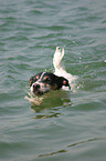 swimming Jack Russell Terrier