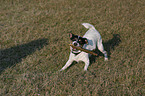 playing Jack Russell Terrier