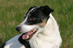 Jack Russell Terrier Portrait