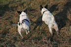 running Jack Russell Terrier