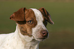 Jack Russell Terrier Portrait