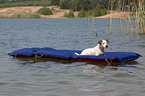 Jack Russell Terrier on airbed