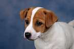 Jack Russell Terrier puppy