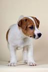 Jack Russell Terrier puppy