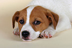 Jack Russell Terrier puppy