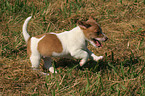 Jack Russell Terrier Puppy